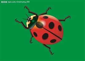 生物世界之七星瓢虫