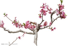 桃花扣好
