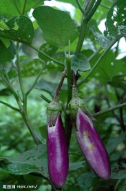 茄子