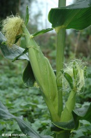 菜园玉米