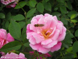 蜂戏花