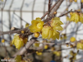 腊梅花
