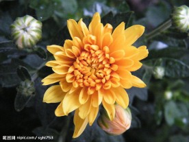 黄菊花