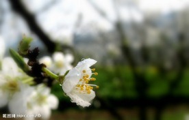 李花