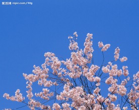 枝头
