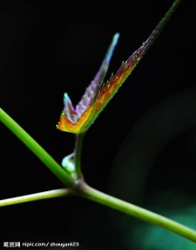春芽