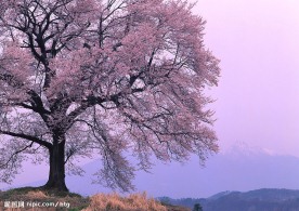 一棵树