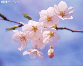 花枝