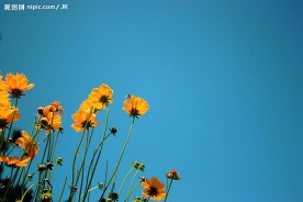 太阳花