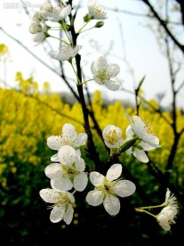 李花