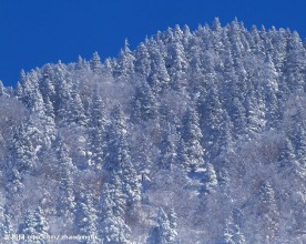 森林雪景
