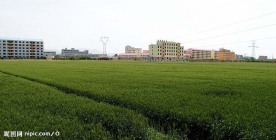 民和桃花源麦田周围的世界