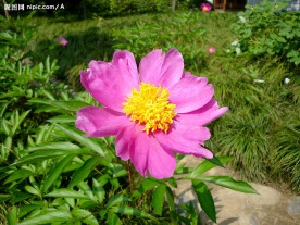 红色一朵花