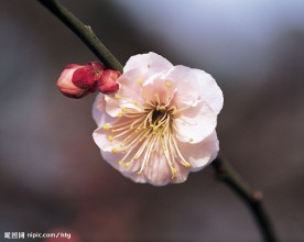 花一朵