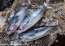 食物原料