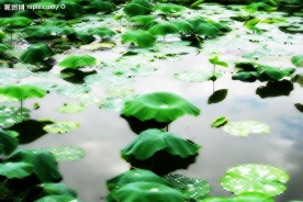 雨后荷塘景色