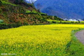 油菜花田