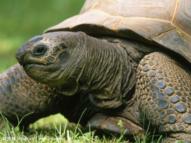 海龟