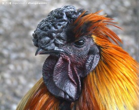鸡头特写