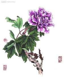 百花画谱