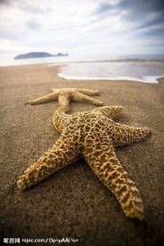 海星