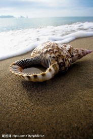 海螺