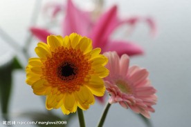 菊花特写