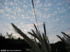 草穗  天空