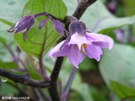 茄子花