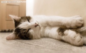 可爱小猫