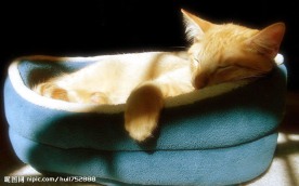 小猫睡觉