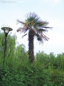 风景