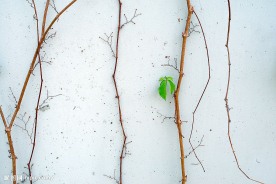 爬山虎