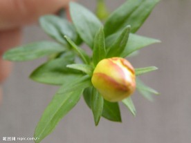 含苞欲放的迎春花