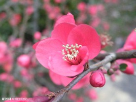 梅花