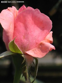 花朵特写