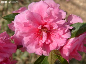 粉红桃花