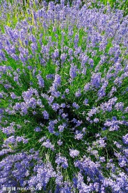 紫色薰衣草