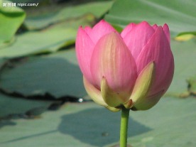 高清晰荷花