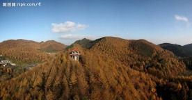 落叶松林场