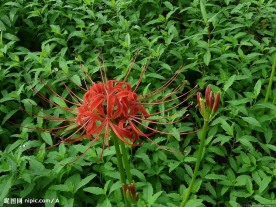 伞型花