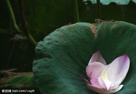 失落花瓣
