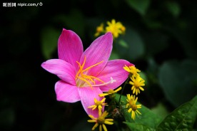 野花