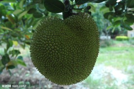 果园菠萝蜜