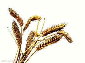 小麦 麦穗