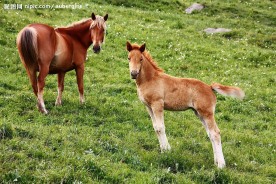 小马与母亲