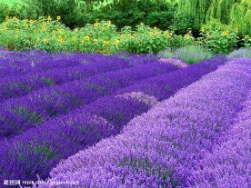 生物世界 花草 紫花园