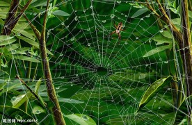 蜘蛛网
