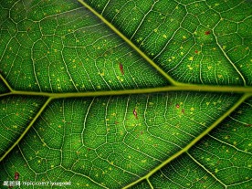 植物叶脉