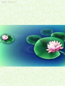 西湖荷花